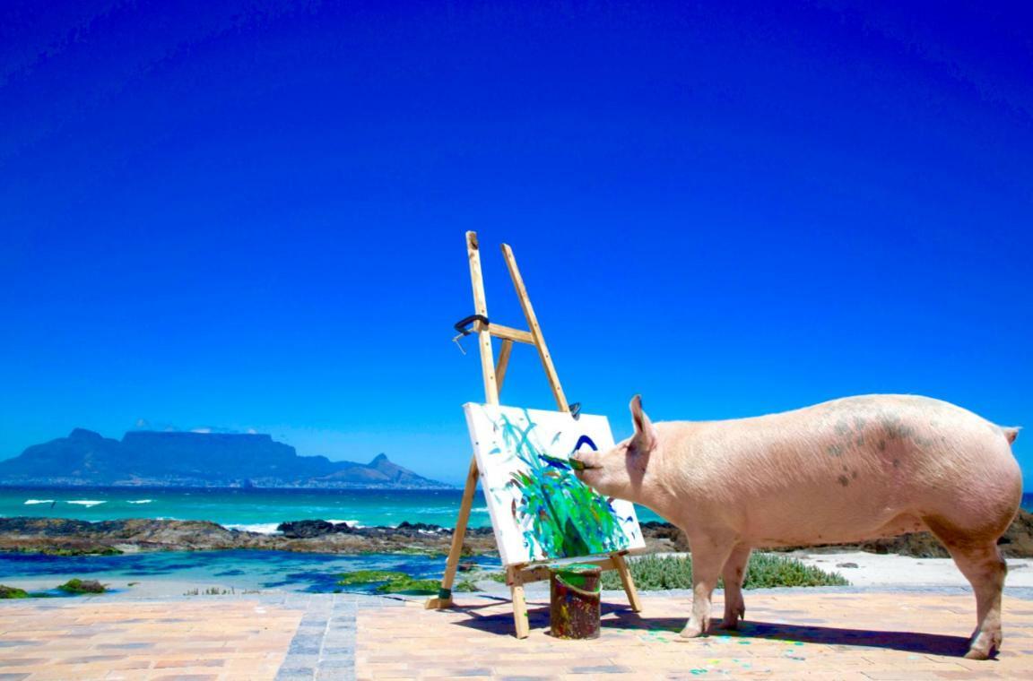 Inspiring Farm Sanctuary And Famous Painting Pig Hotel Franschhoek Ngoại thất bức ảnh